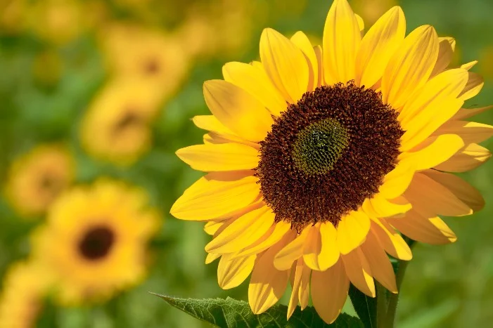 Gelbe Sonnenblume im Sonnenblumenfeld